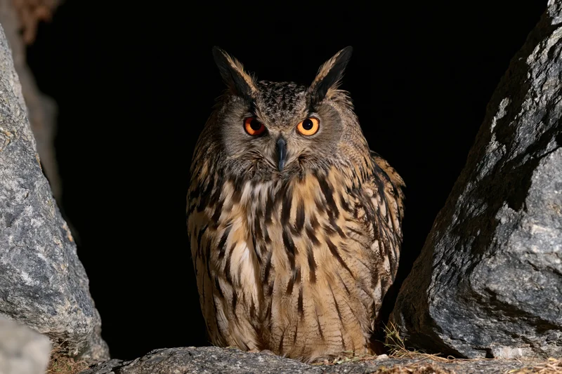 Eurasian eagle-owl perched motionless between dark granite rocks in a cave entrance