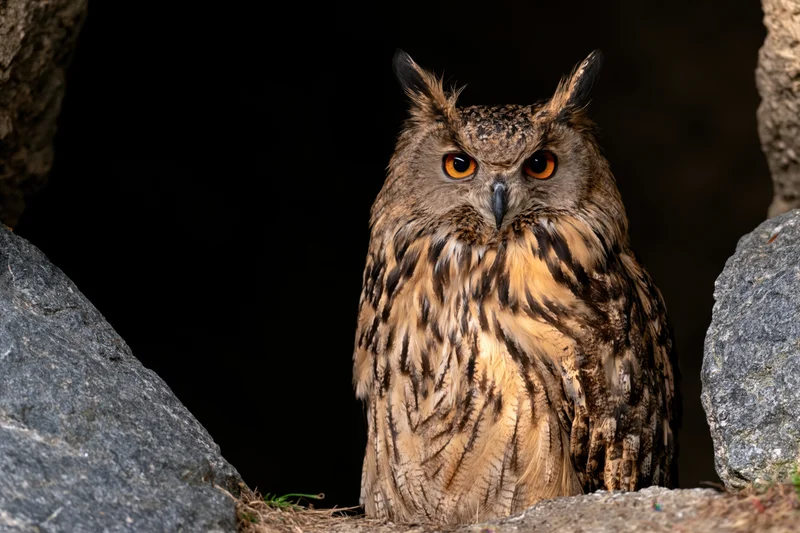 Eurasian eagle-owl perched motionless between dark granite rocks in a crevice