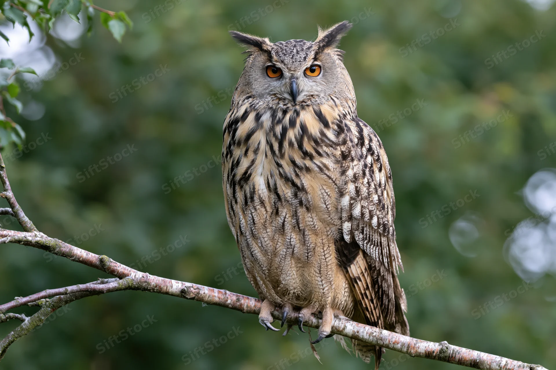Eurasian eagle-owl perched upright on a bare birch branch in a green forest setting
