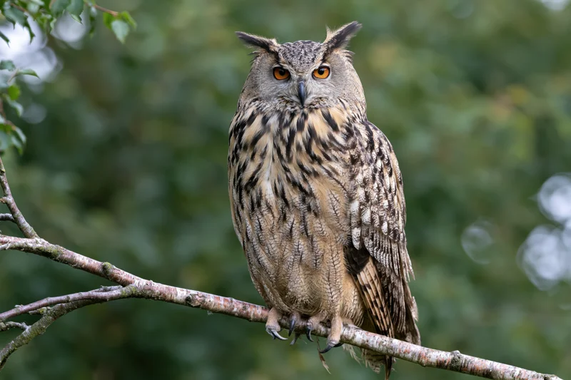 Eurasian eagle-owl perched upright on a bare birch branch in a green forest setting