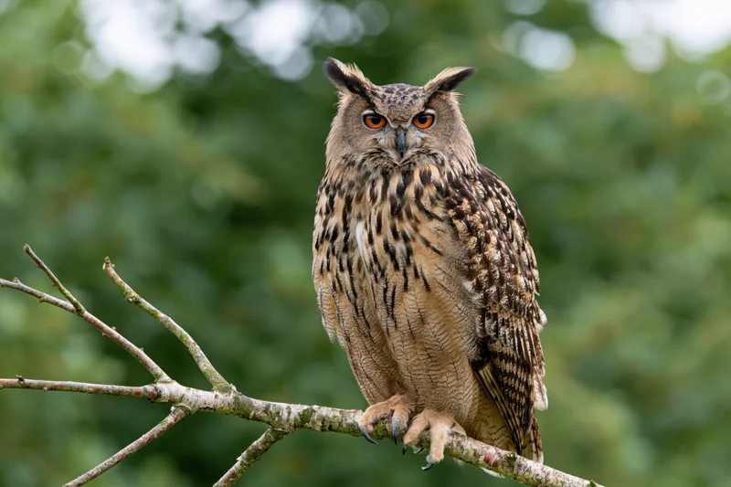 Eurasian eagle-owl perched upright on a bare birch branch in a forest setting