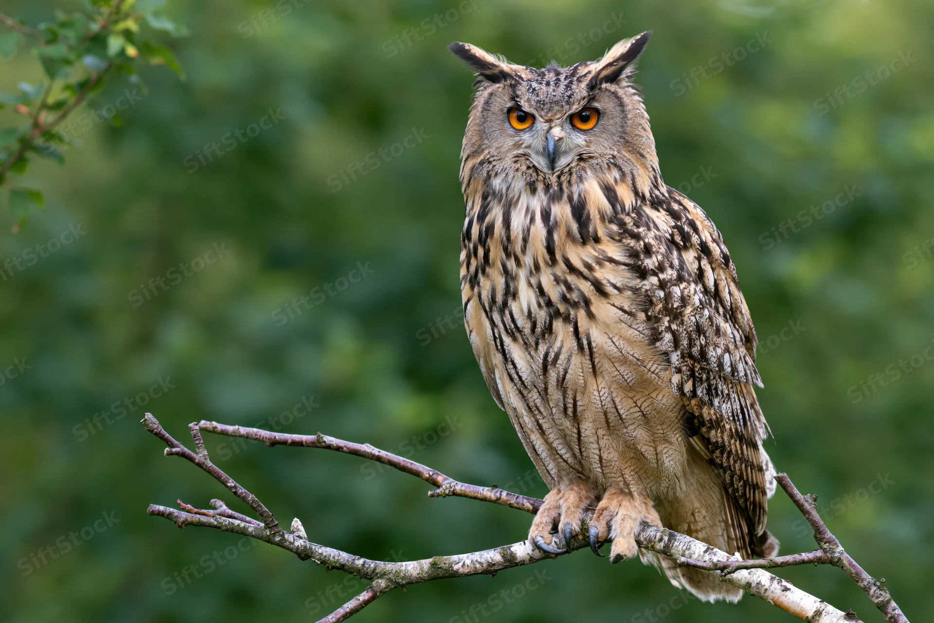 Eurasian eagle-owl perched upright on a bare birch branch in a green forest setting