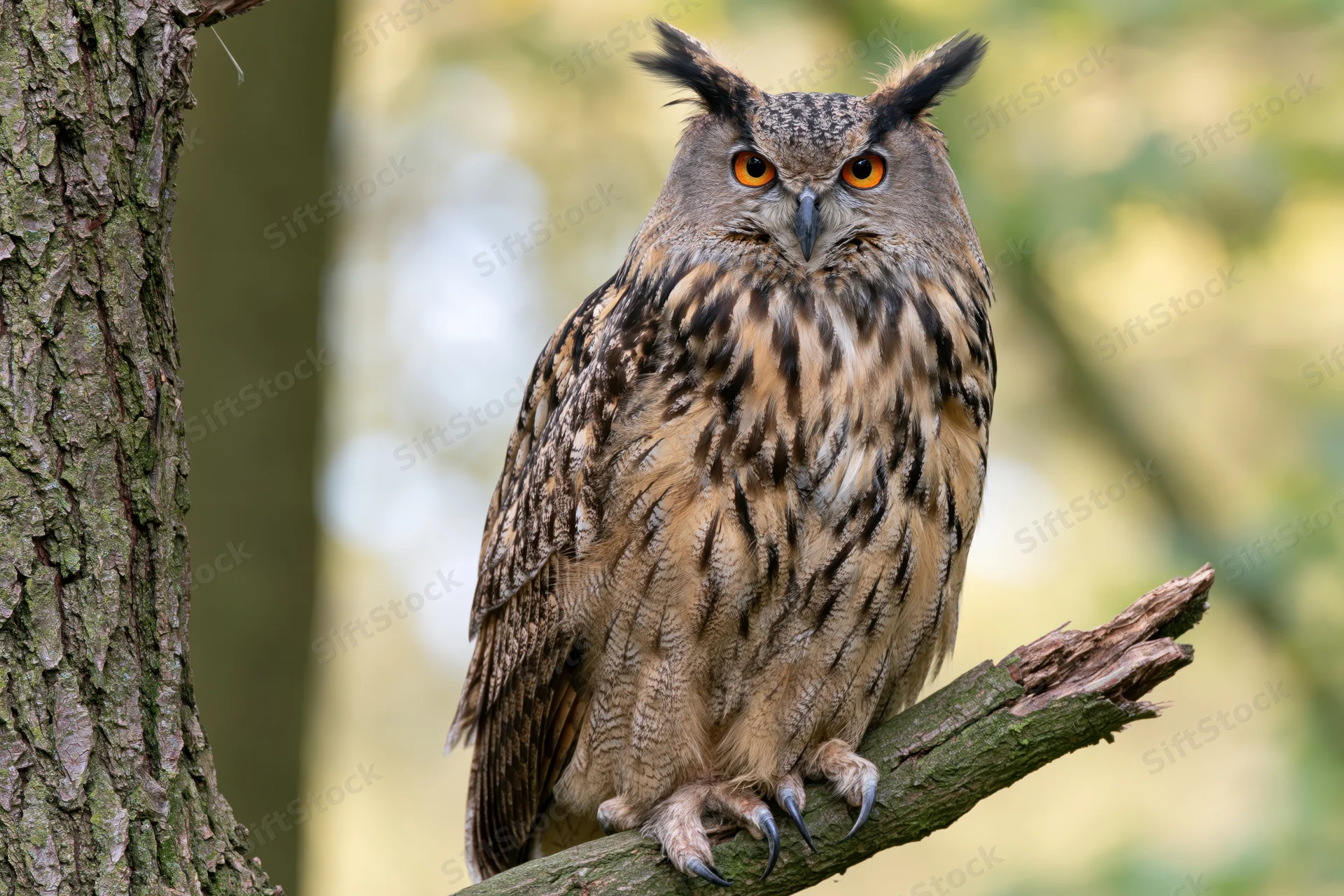 Eurasian eagle-owl perched upright on a broken tree branch in a forest setting