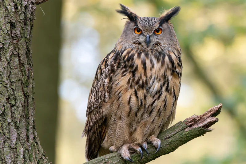 Eurasian eagle-owl perched upright on a broken tree branch in a forest setting