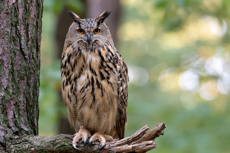 Eurasian eagle-owl perched upright on a broken tree branch in a forest setting