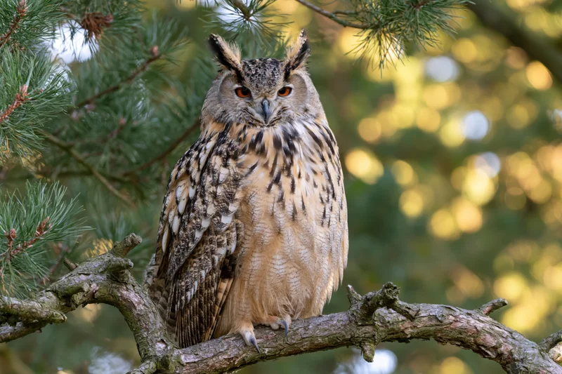 Eurasian eagle-owl perched upright on a gnarled pine branch in a sunlit forest