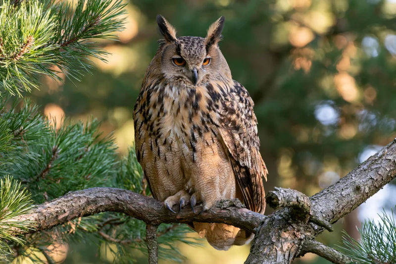 Eurasian eagle-owl perched upright on a gnarled pine branch in a forest setting