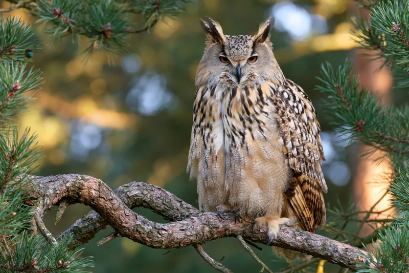 Eurasian eagle-owl perched upright on a gnarled pine branch in a forest setting
