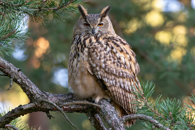 Eurasian eagle-owl perched upright on a gnarled pine branch in a forest setting