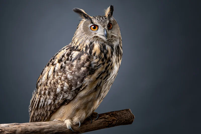 Eurasian eagle-owl perched upright on a thick wooden branch against a dark studio background