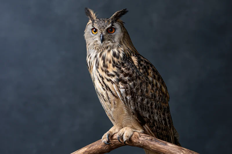 Eurasian eagle-owl perched upright on a thick wooden branch against dark background