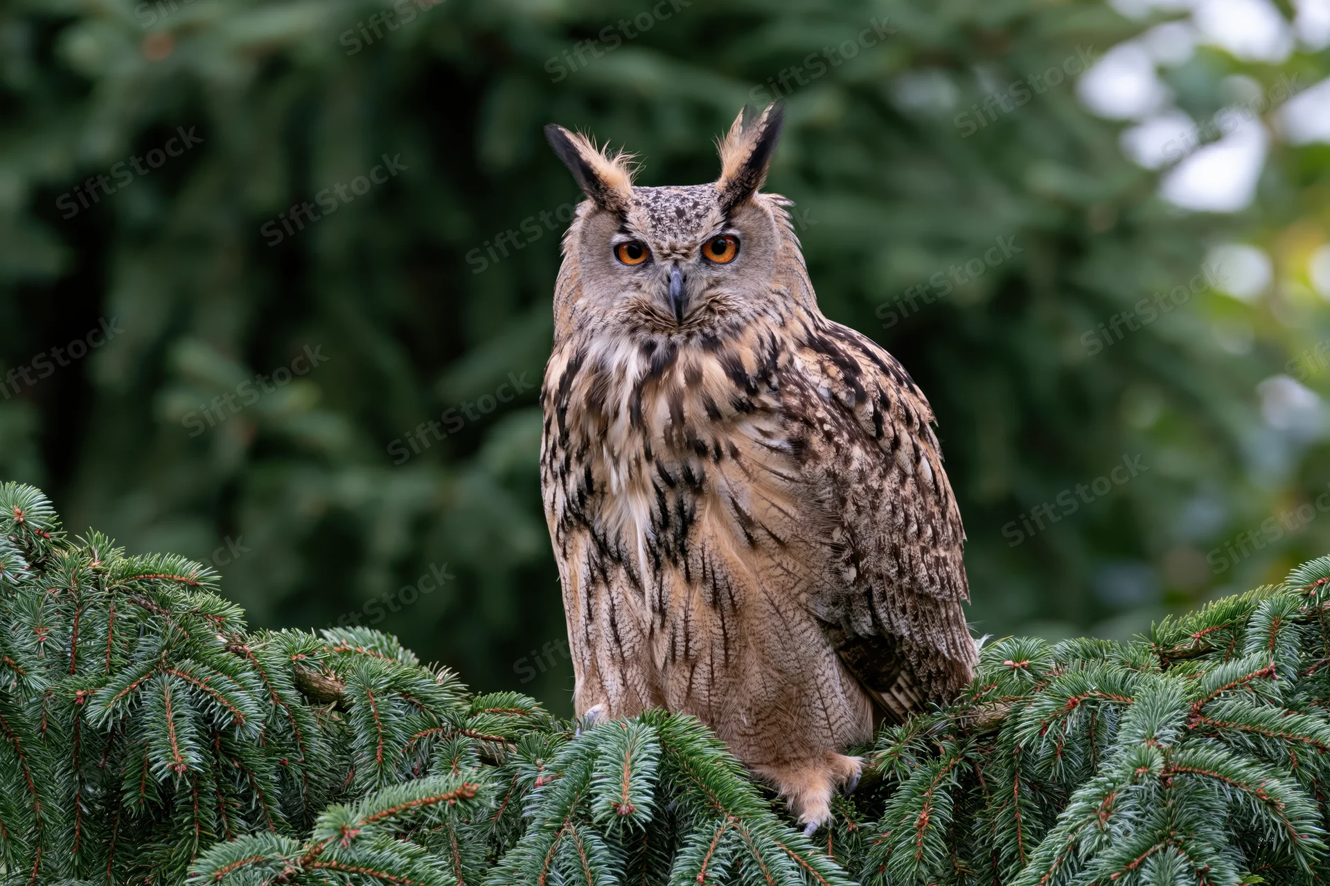 Eurasian eagle-owl perched upright on a spruce tree branch in a forest setting