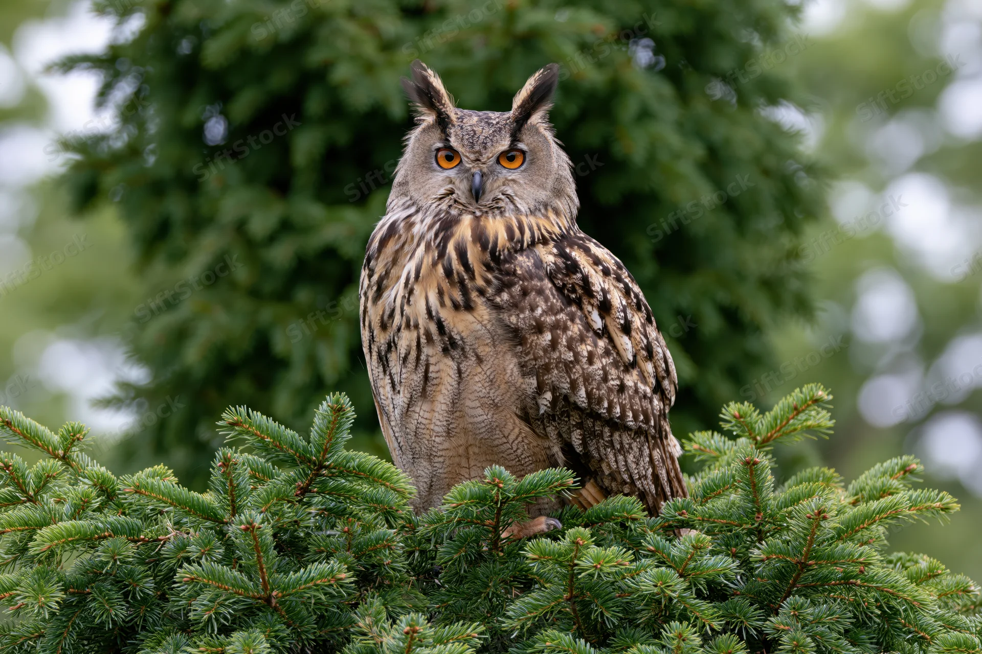 Eurasian eagle-owl perched upright on top of a dense spruce tree