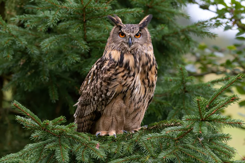 Eurasian eagle-owl perched upright on a spruce tree branch in a forest setting