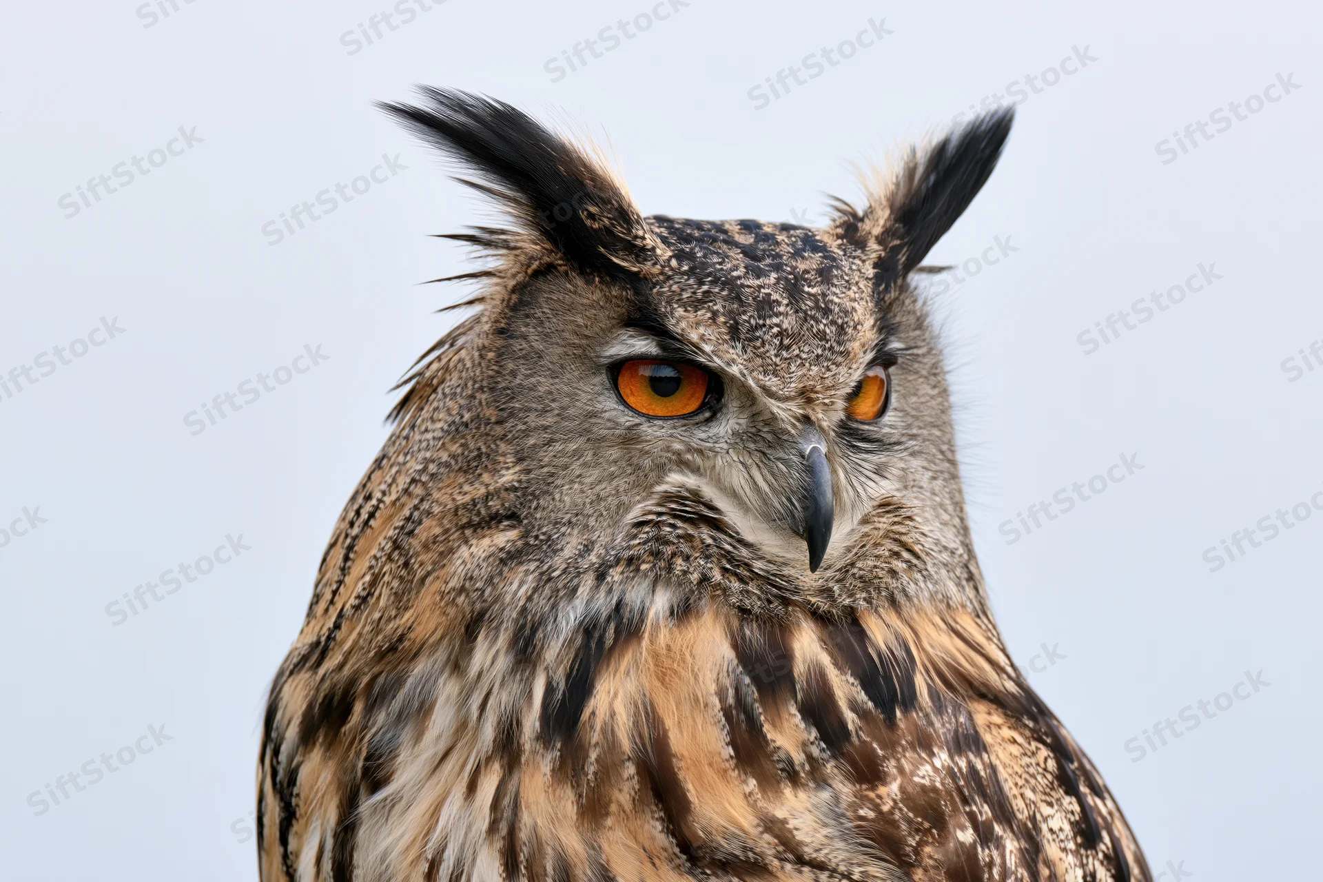 Eurasian eagle-owl head closeup with intense orange eyes and feather tufts against a pale sky