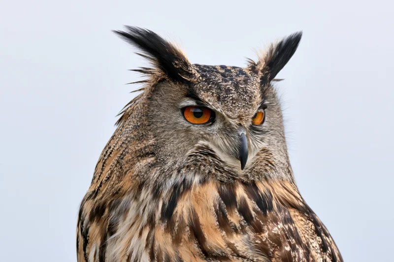 Eurasian eagle-owl head closeup with intense orange eyes and feather tufts against a pale sky
