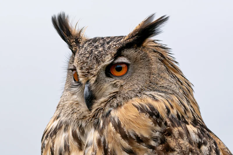 Eurasian eagle-owl head in closeup portrait against sky background