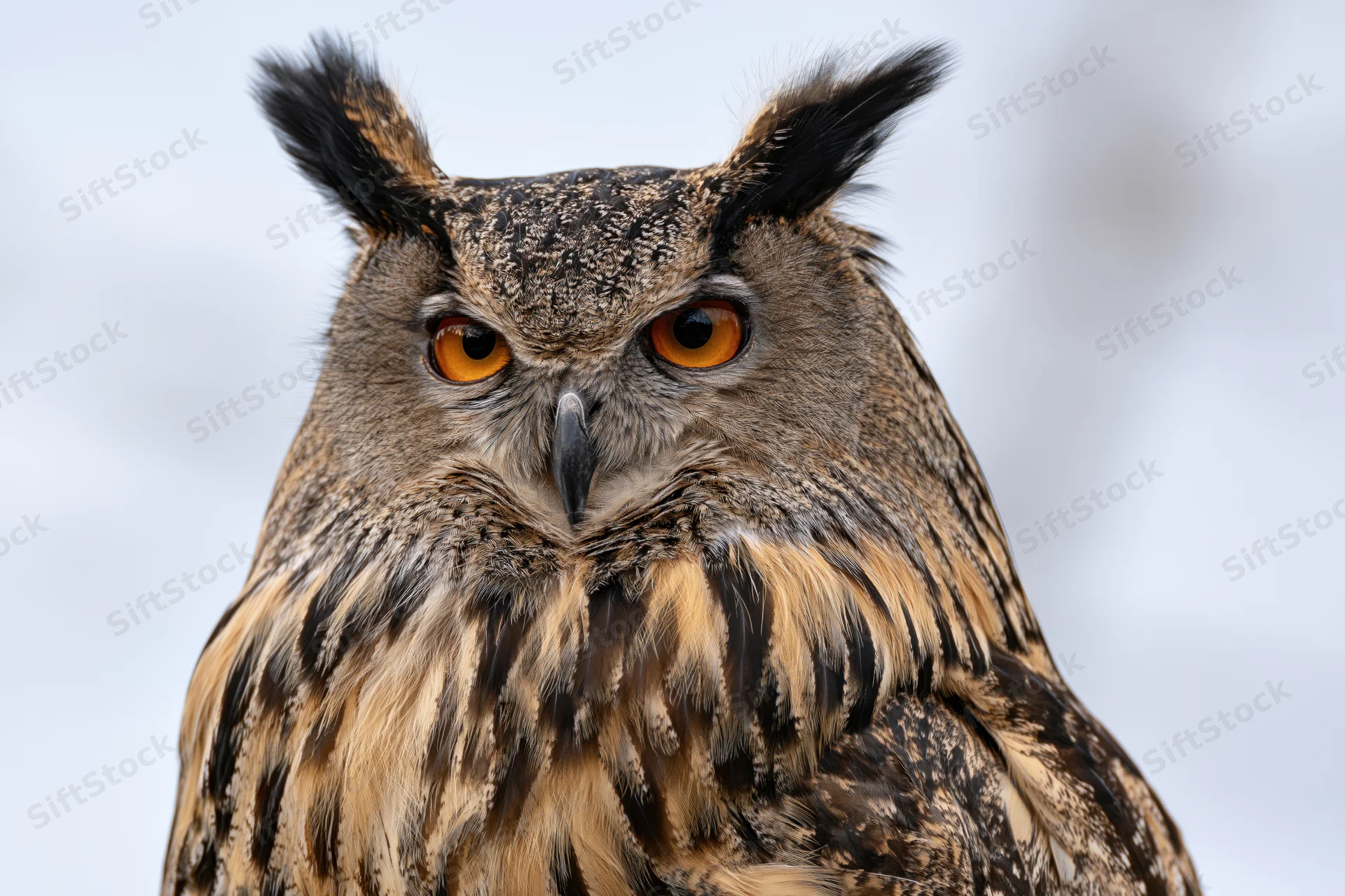 Eurasian eagle-owl facing forward with intense orange eyes in snowy winter setting