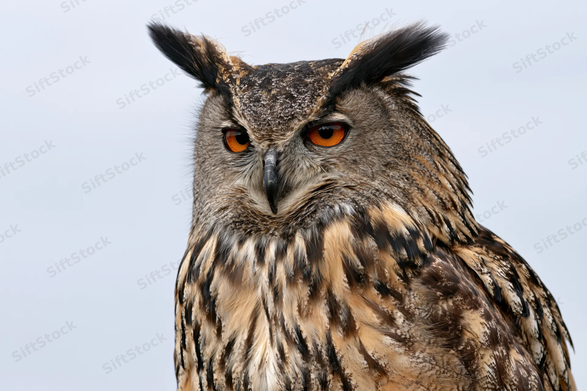 Eurasian eagle-owl in close-up portrait with intense orange eyes and tufted head against a pale sky