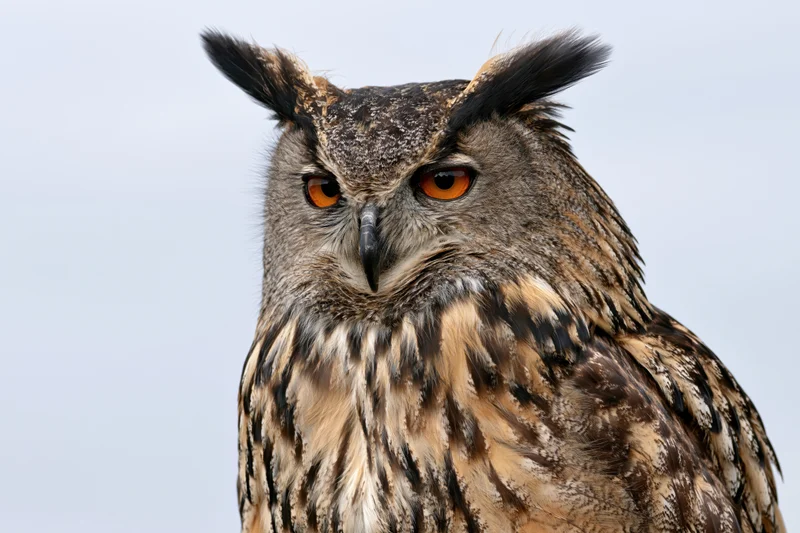 Eurasian eagle-owl in close-up portrait with intense orange eyes and tufted head against a pale sky