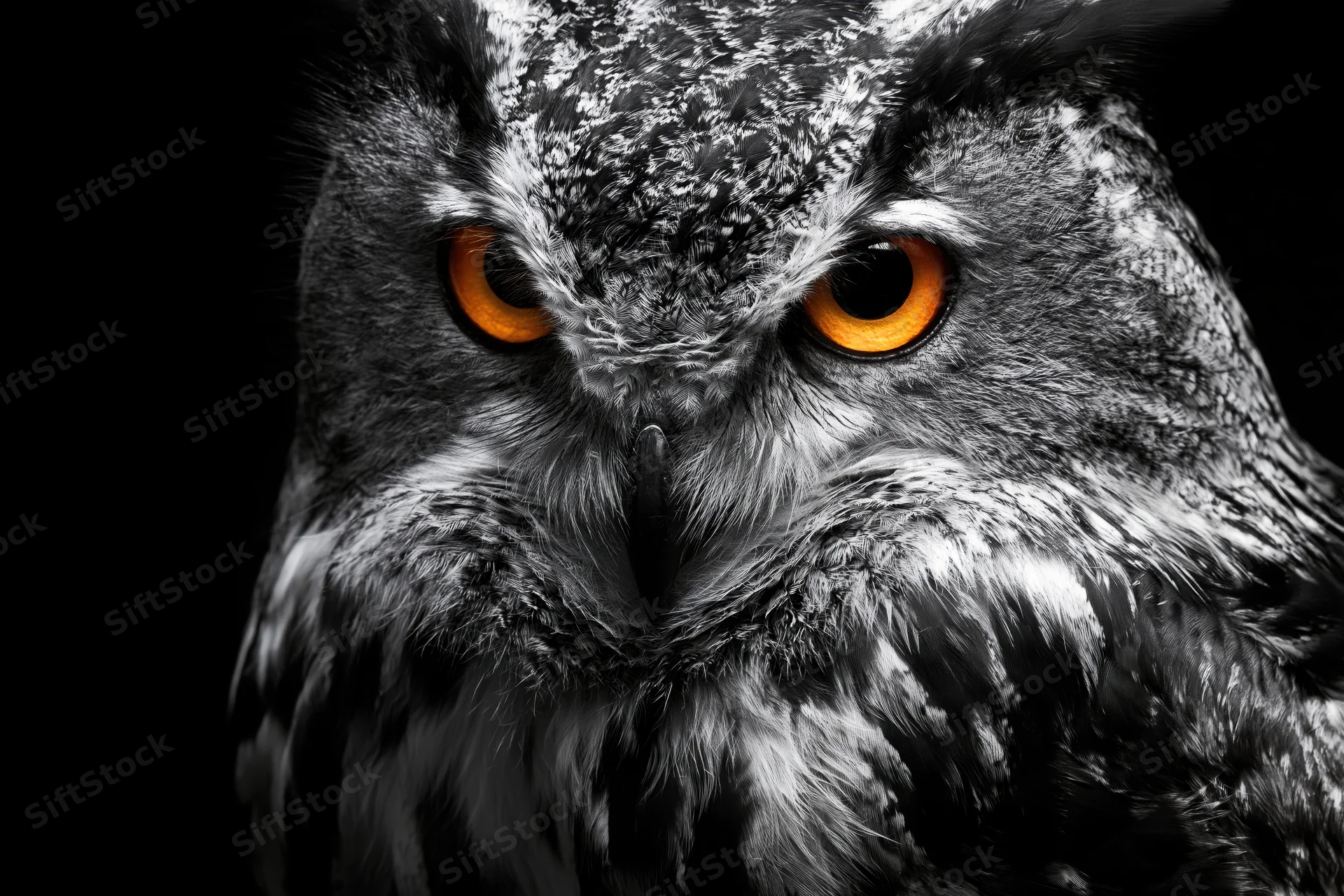 Closeup portrait of a eurasian eagle owl with intense orange eyes against a dark background