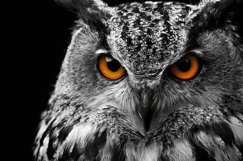 Closeup portrait of a eurasian eagle owl with intense orange eyes against a black background