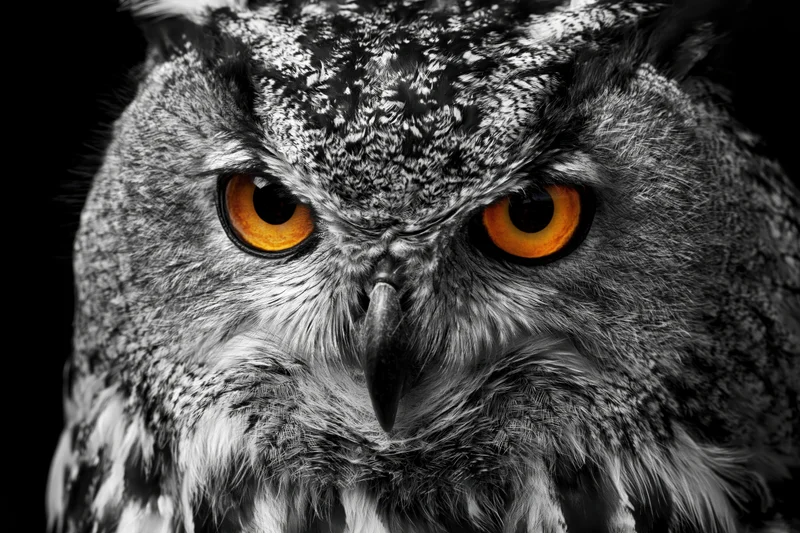 Closeup portrait of a eurasian eagle owl with intense orange eyes against a dark background