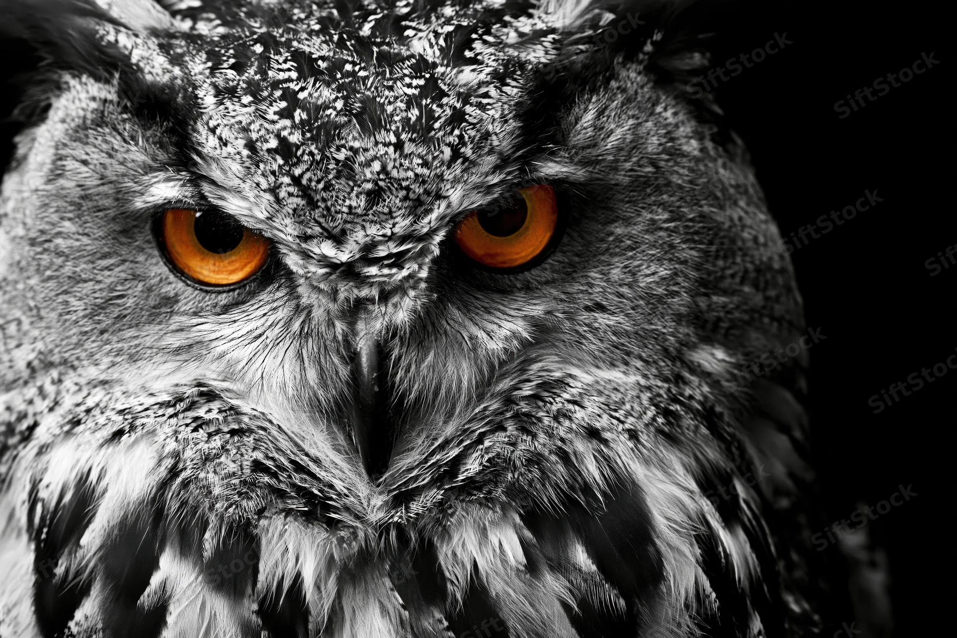Closeup of eurasian eagle owl face with intense gaze and orange eyes against dark background