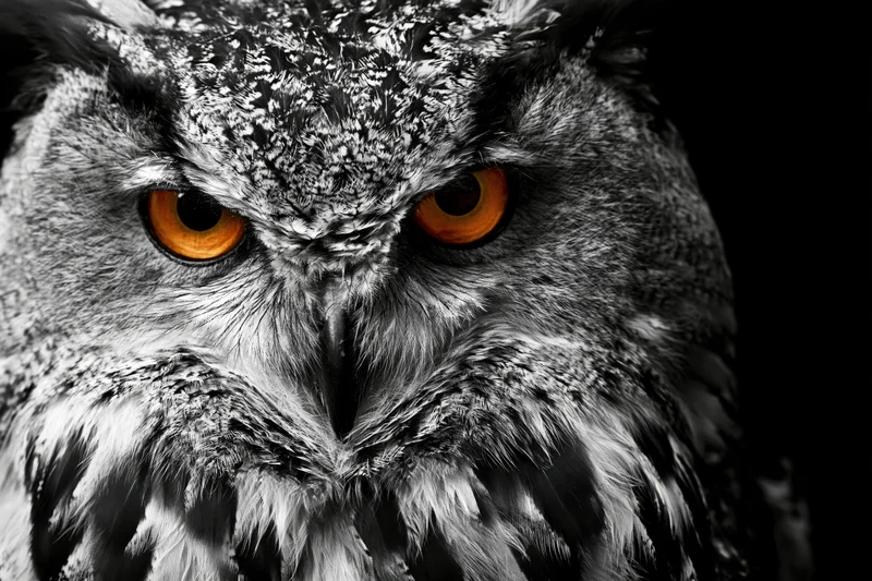 Closeup of eurasian eagle owl face with intense gaze and orange eyes against dark background