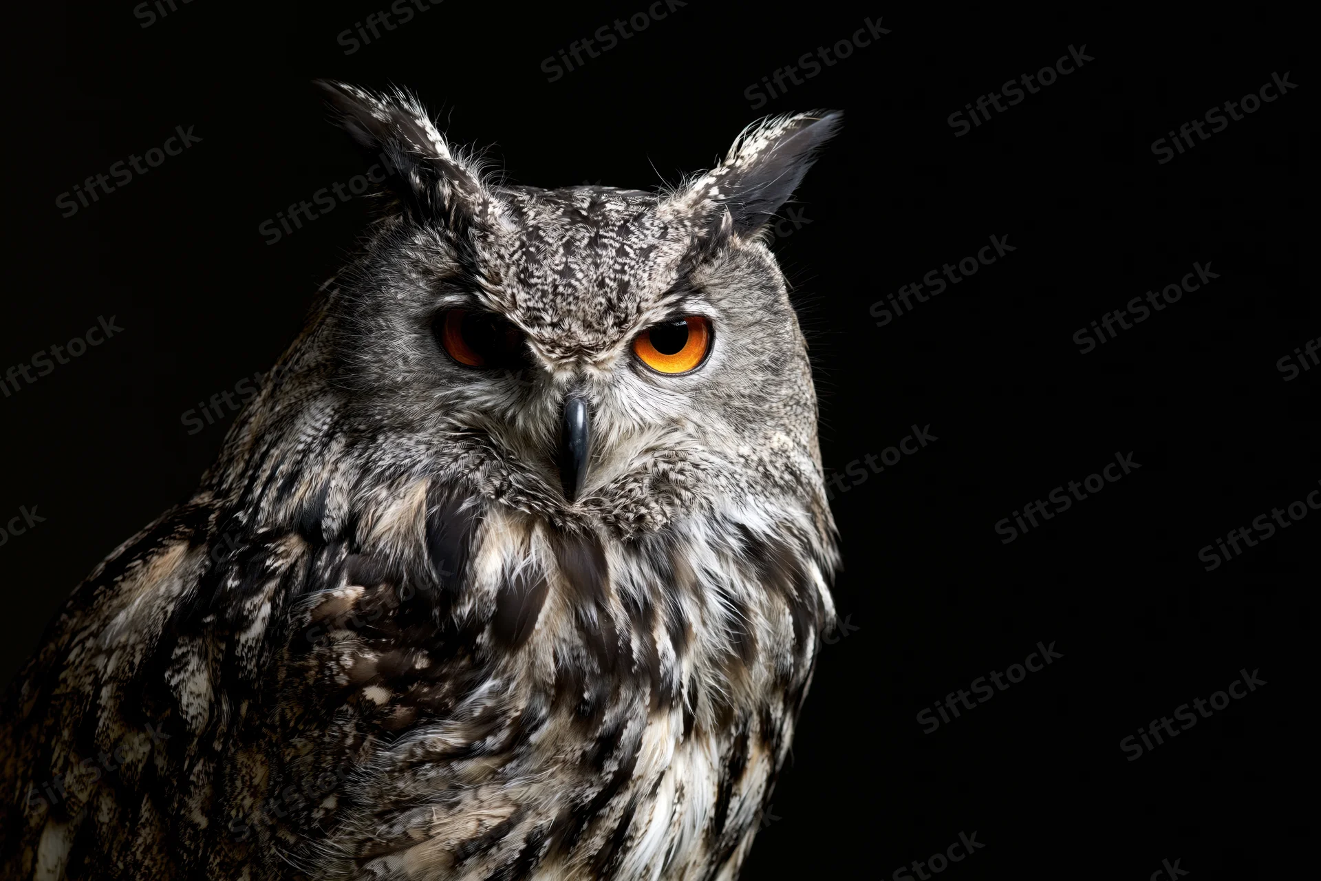 Eurasian eagle owl staring directly at camera against black background