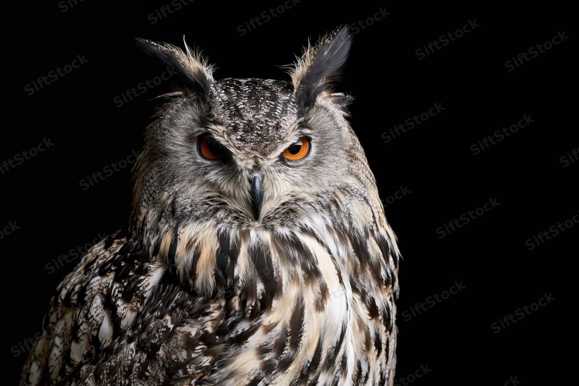 Eurasian eagle owl perched and staring directly at camera against black background