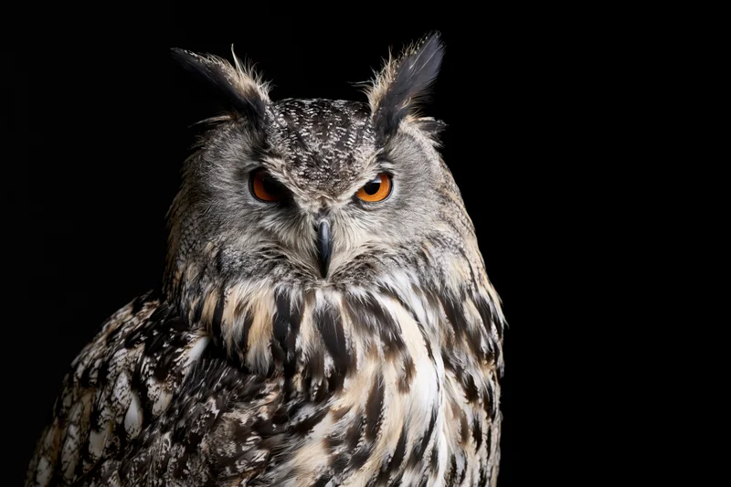 Eurasian eagle owl perched and staring directly at camera against black background