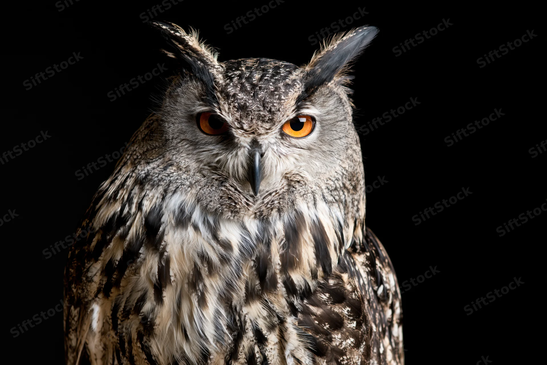 Eurasian eagle owl perched and staring directly at camera against black background