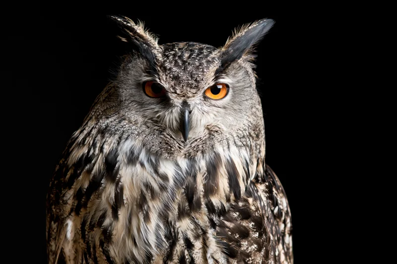 Eurasian eagle owl perched and staring directly at camera against black background