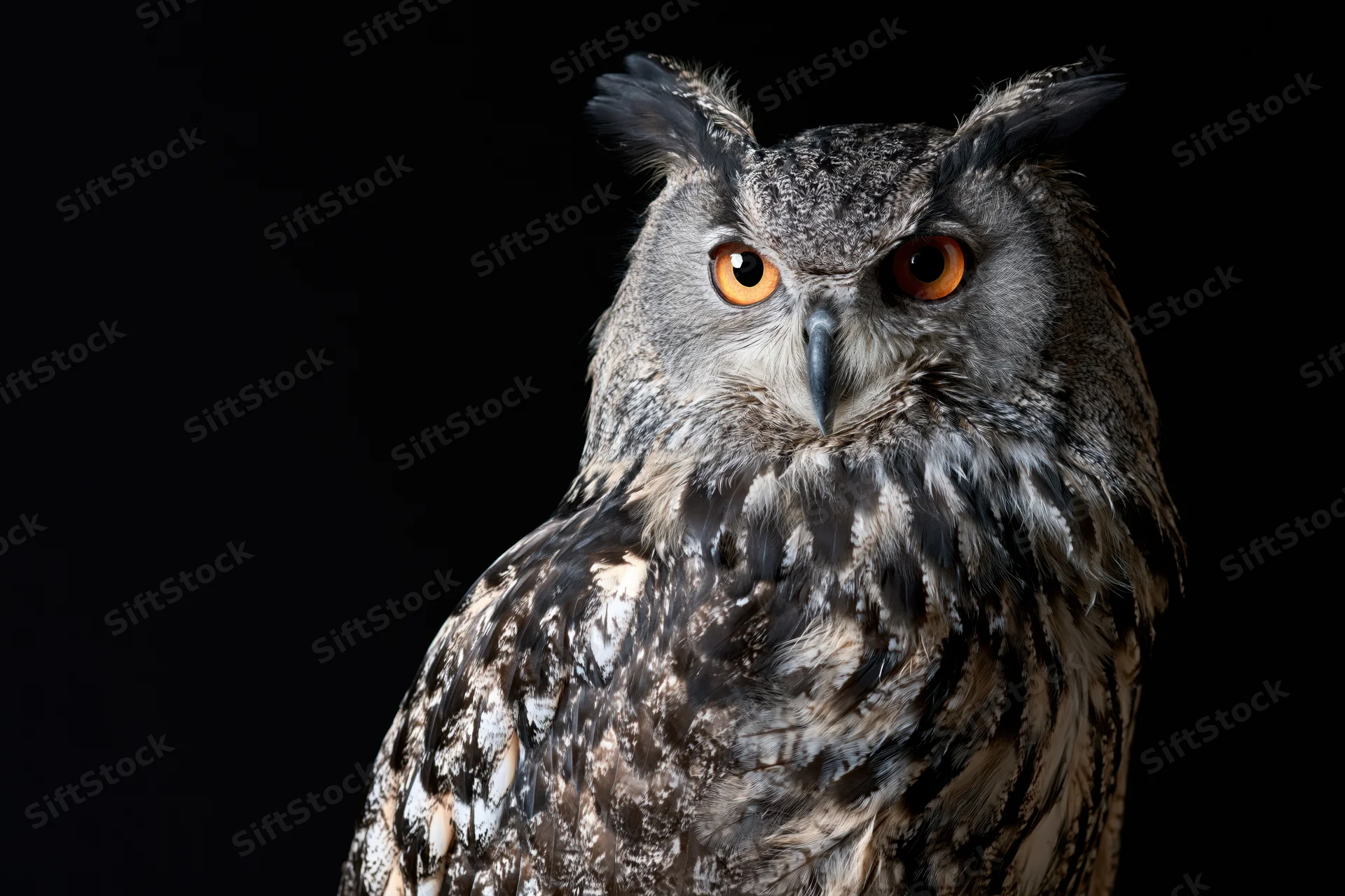 Eurasian eagle owl staring directly at camera against black background