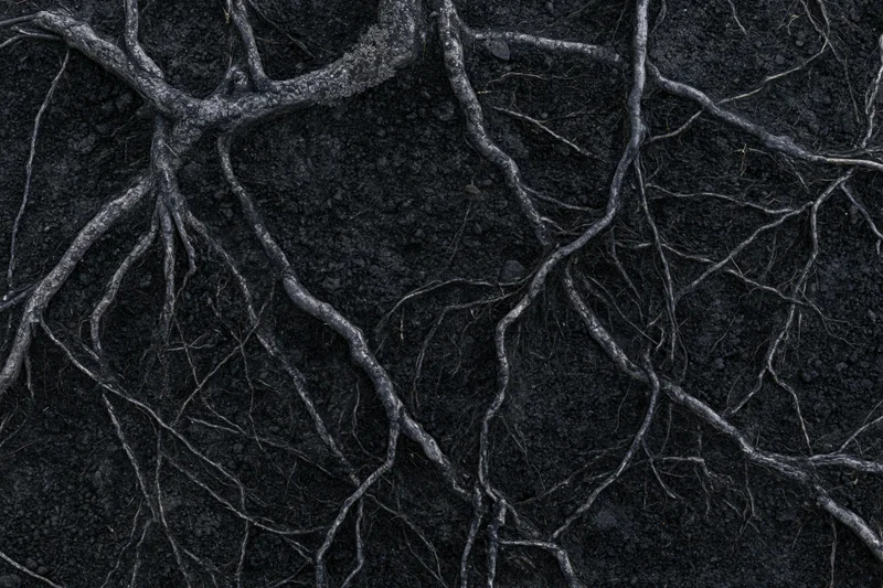 Exposed tree roots spreading across dark compacted soil