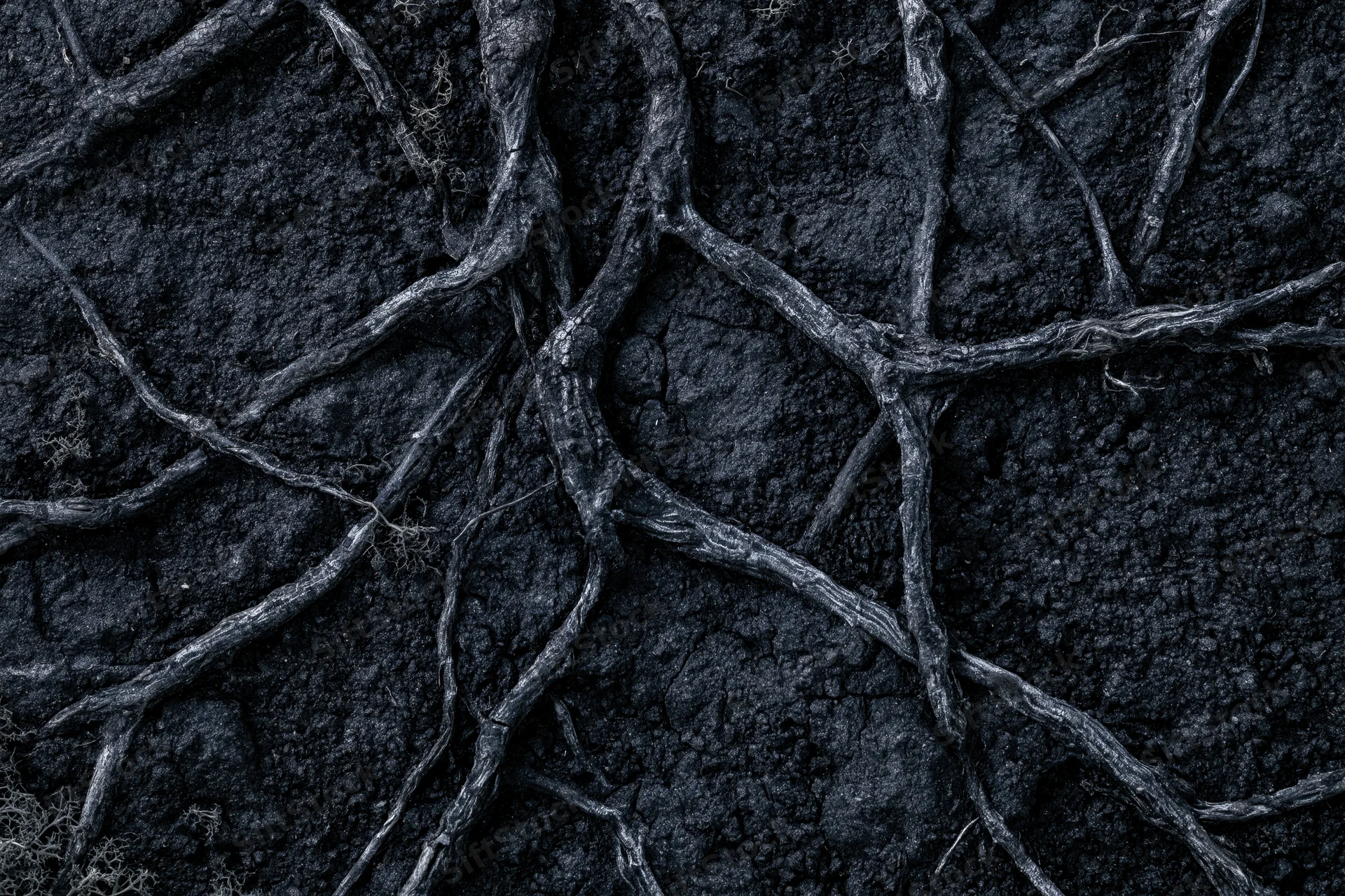 Exposed tree roots spreading across dark compacted soil