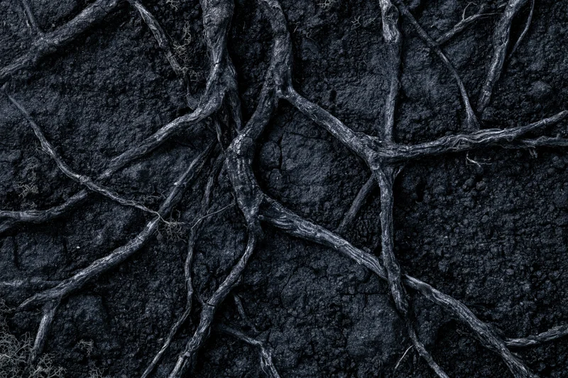 Exposed tree roots spreading across dark compacted soil