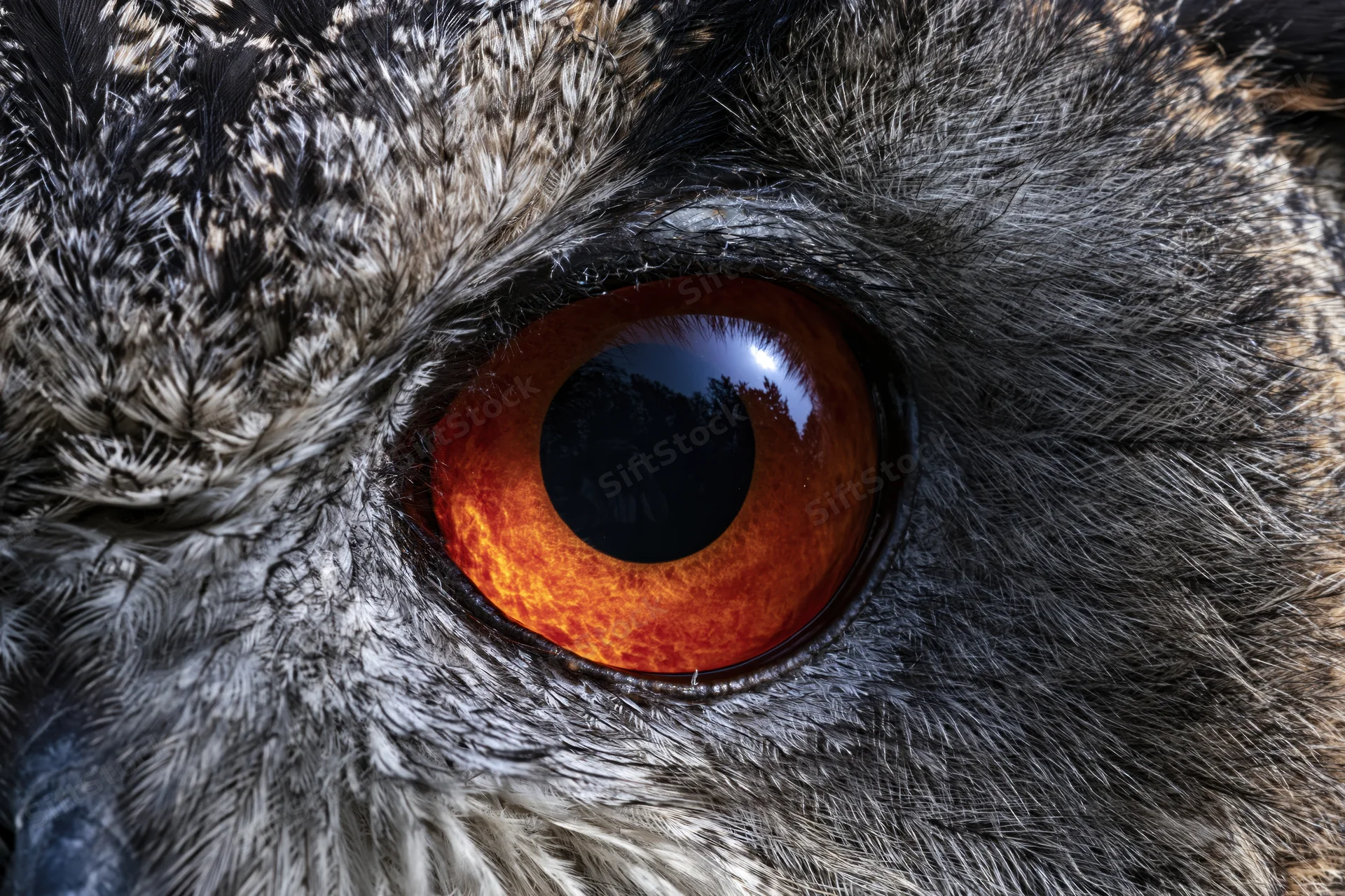 Extreme close-up of an owl's eye showing detailed feathers and orange iris with forest reflection