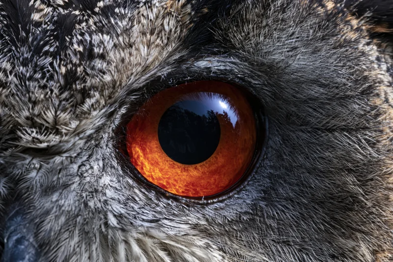 Extreme close-up of an owl's eye showing detailed feathers and orange iris with forest reflection