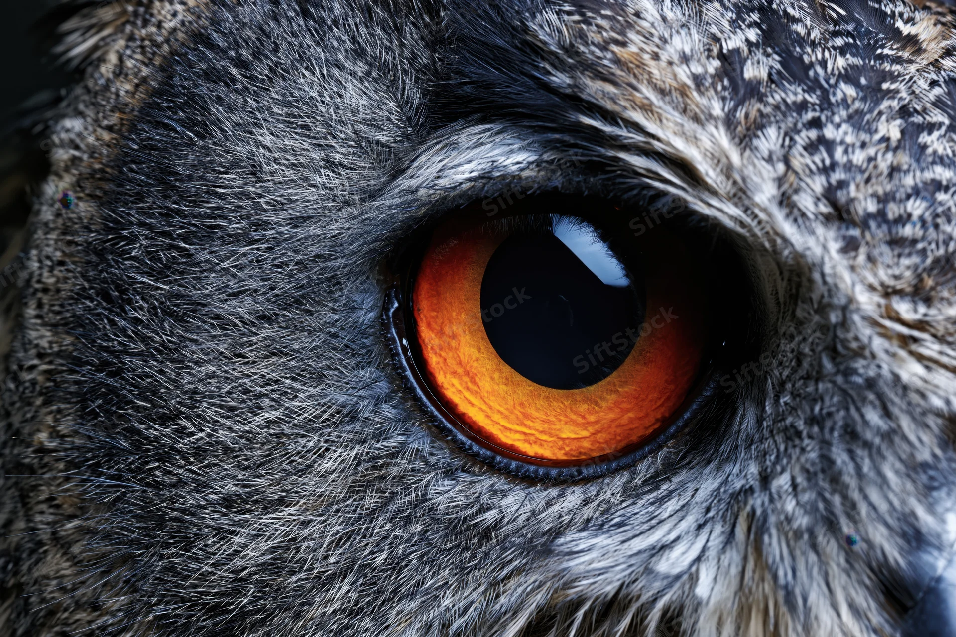 Extreme close-up of an owl's eye showing detailed feathers and orange iris