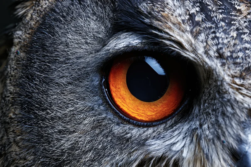 Extreme close-up of an owl's eye showing detailed feathers and orange iris