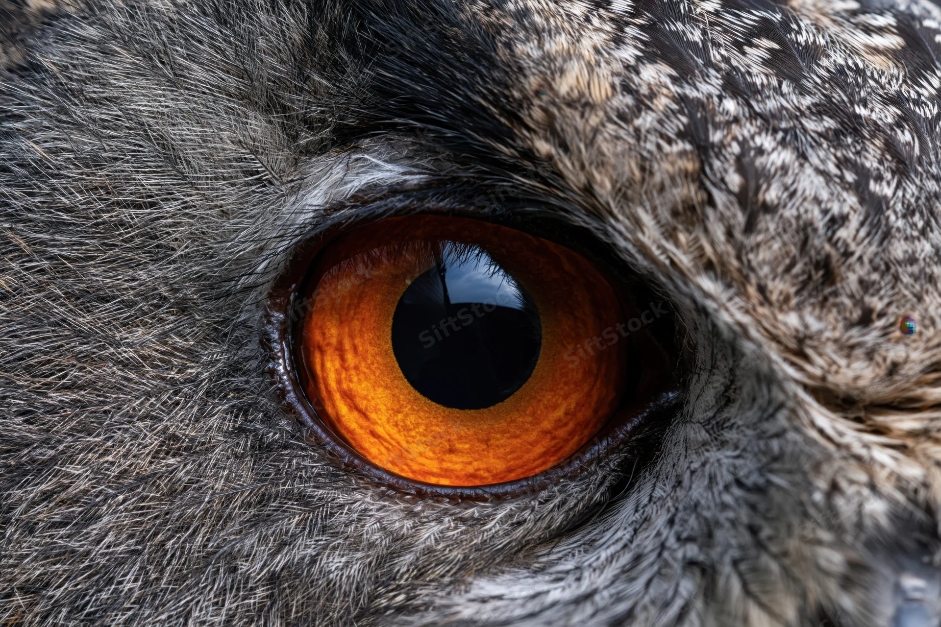 Extreme close-up of an owl's eye showing detailed feathers and orange iris