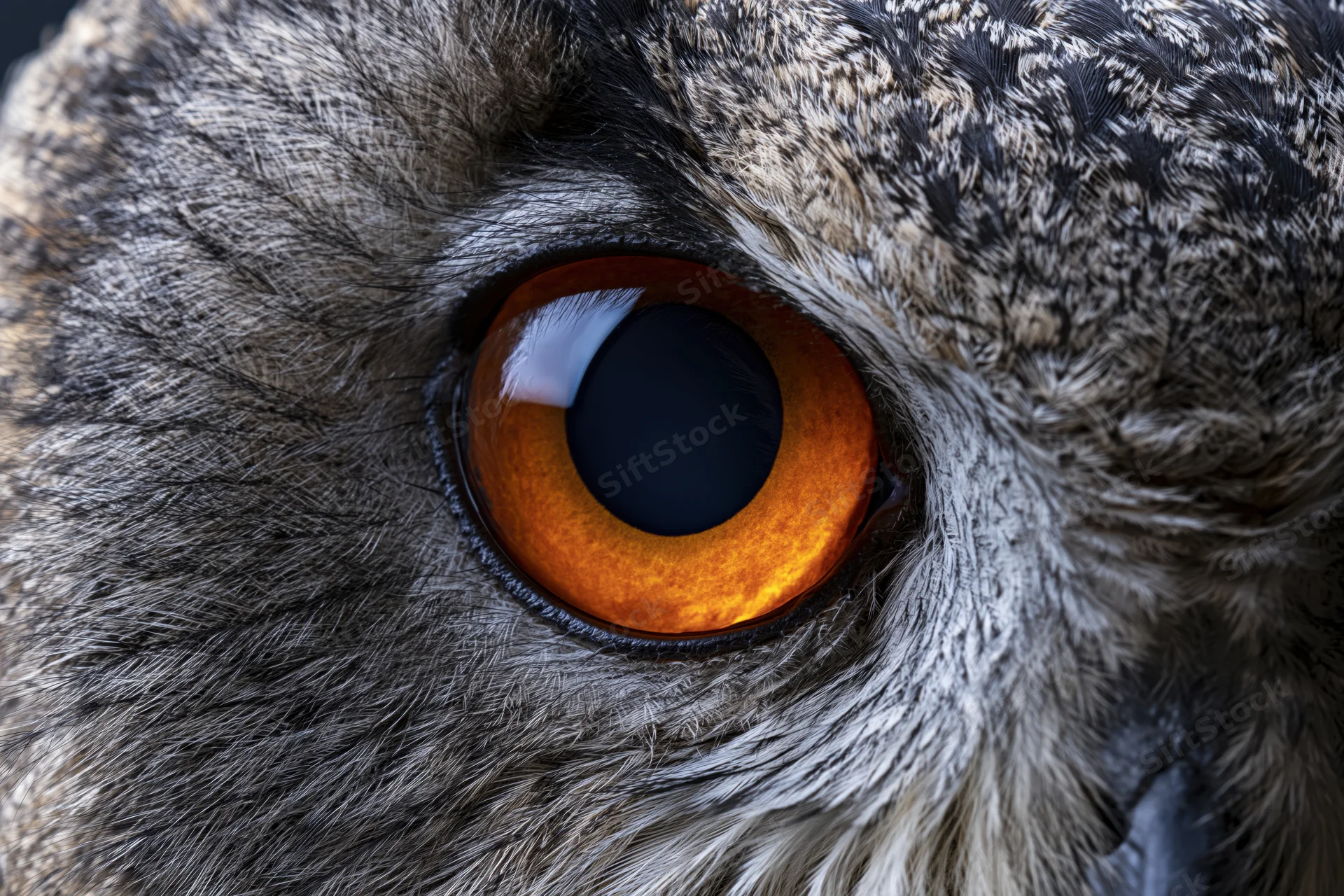 Extreme closeup of an owl's eye showing intense orange iris and detailed gray feathers