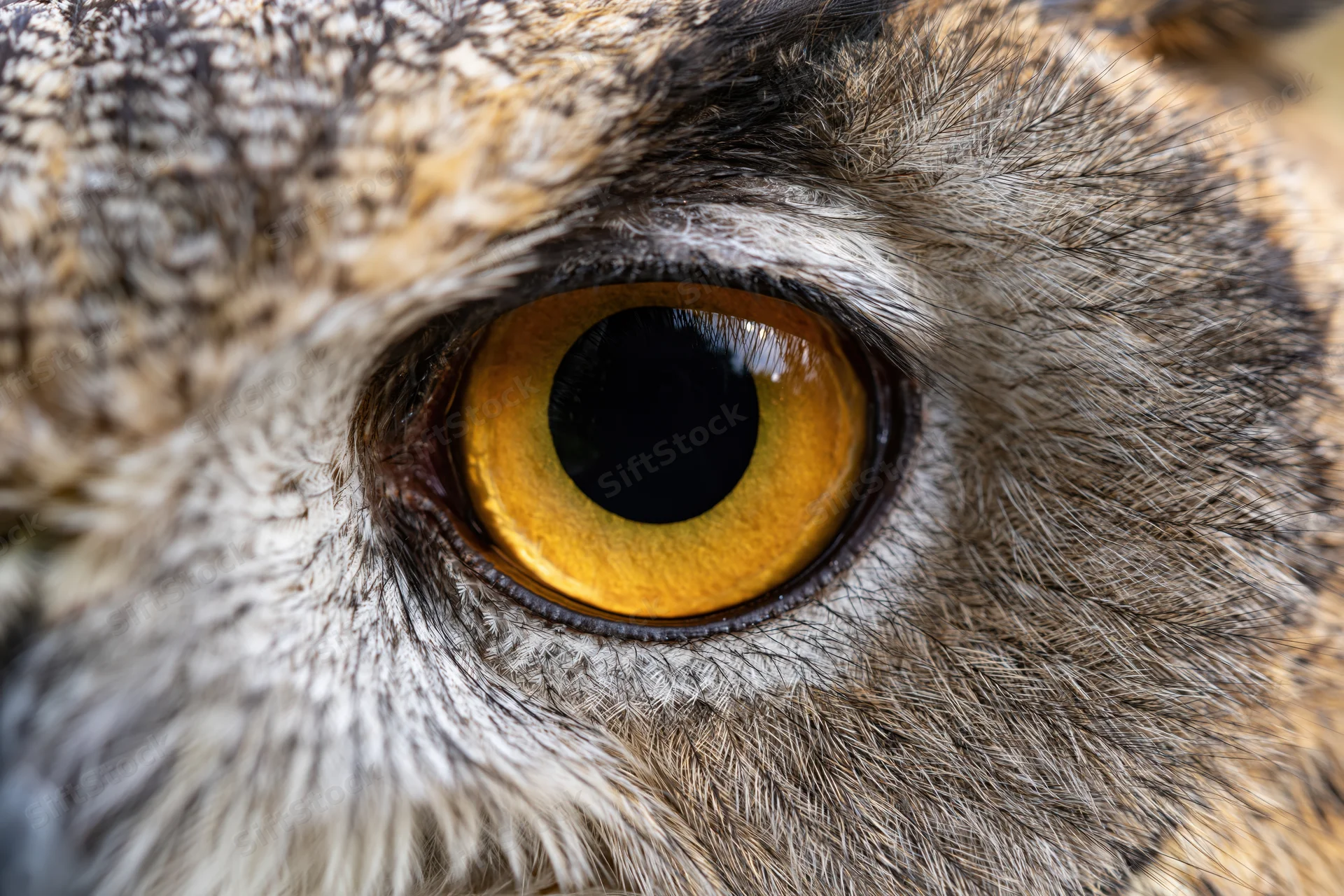Extreme close-up of an owl's eye showing yellow iris and detailed feathers
