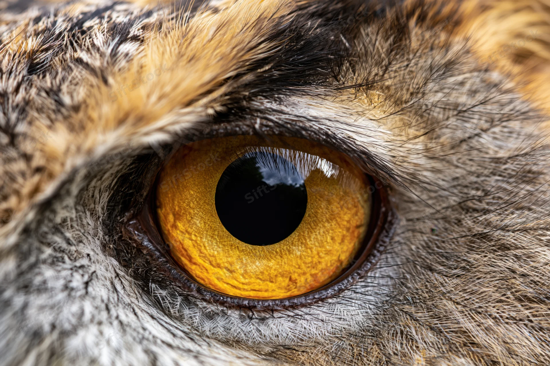 Extreme closeup of an owl's golden eye surrounded by detailed feathers