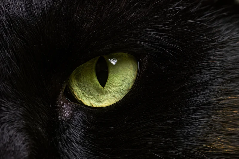 Extreme close-up of a black cat's eye with vivid green iris and vertical pupil