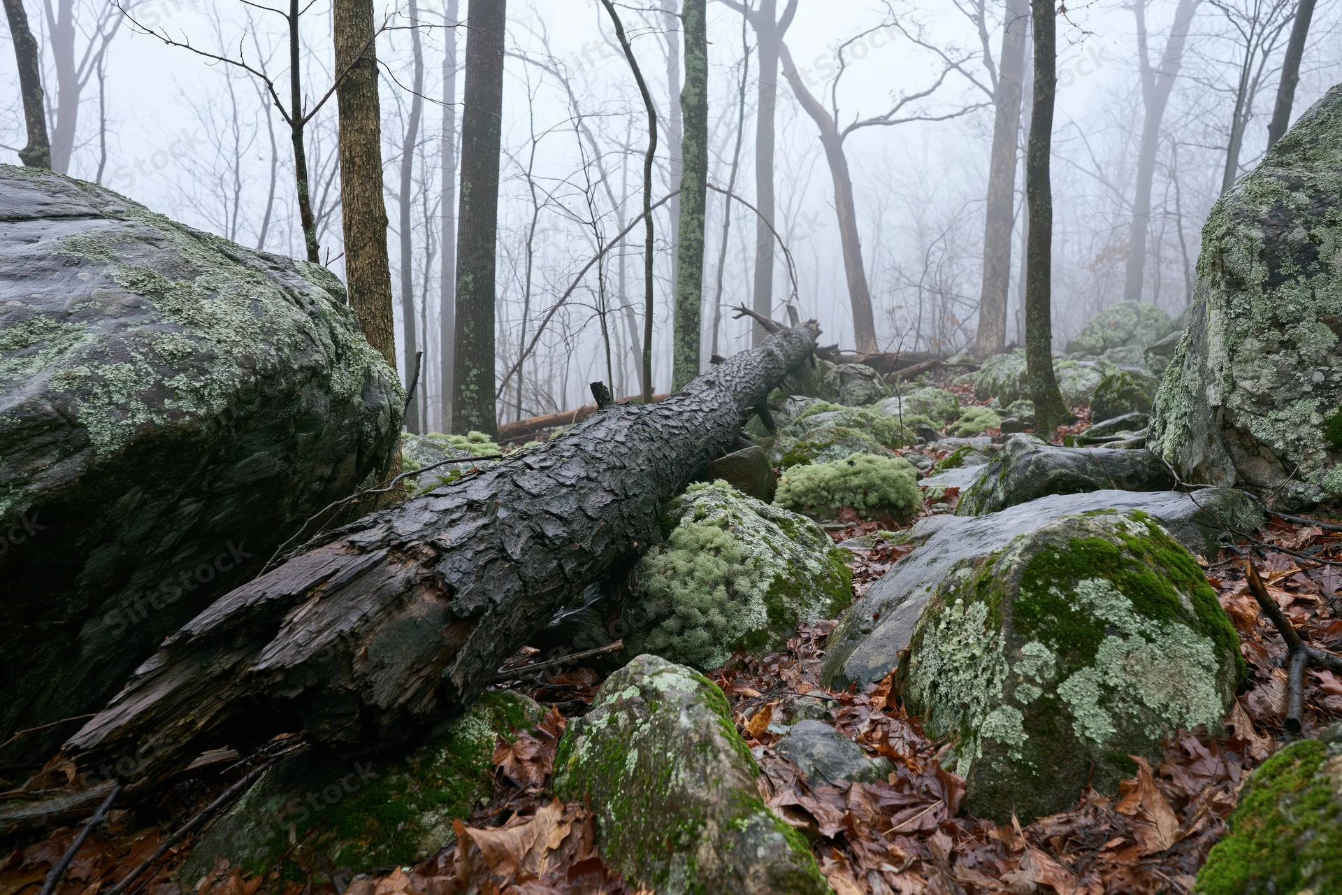 Fallen tree trunk lying across rocky forest floor covered in moss and leaves under foggy overcast sky