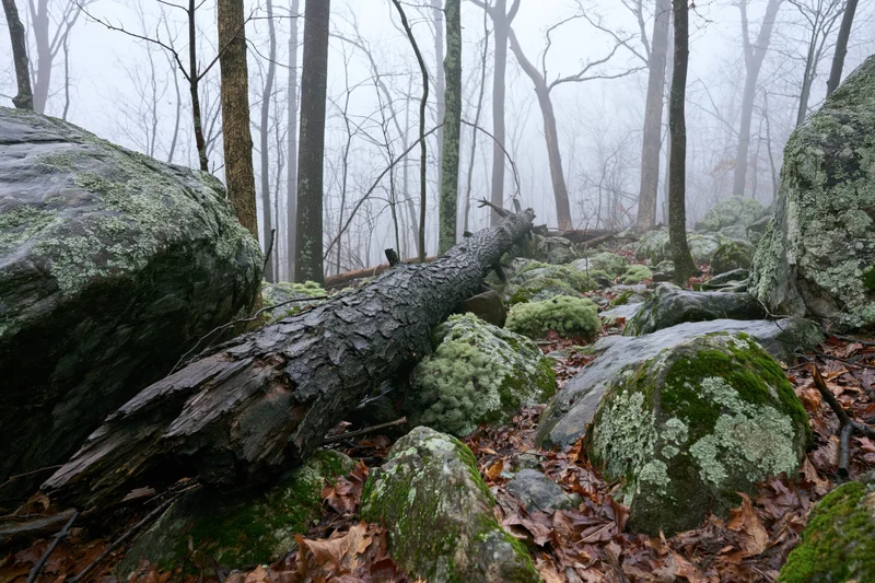 Fallen tree trunk lying across rocky forest floor covered in moss and leaves under foggy overcast sky