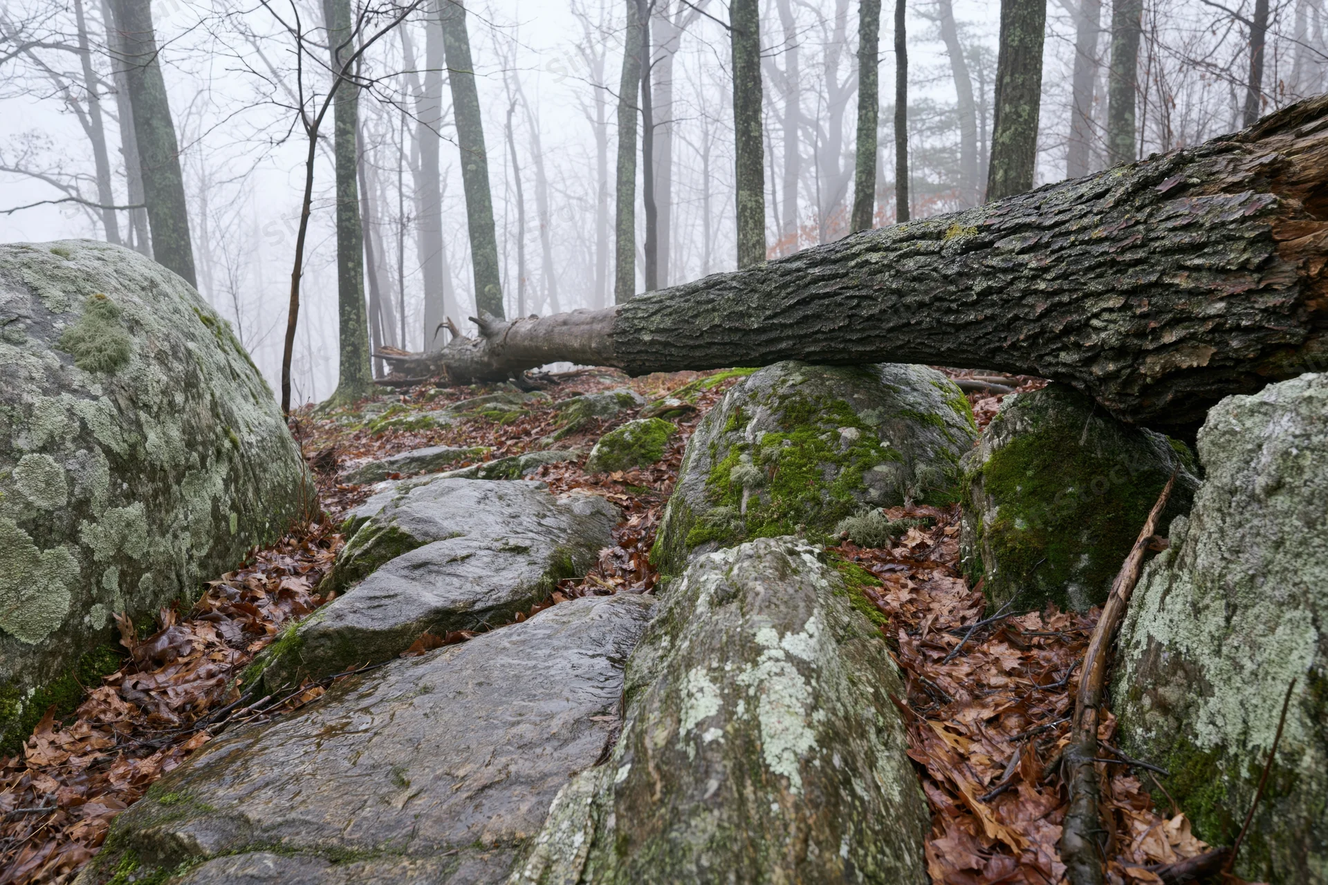 Fallen tree trunk lying across rocky forest floor in foggy woodland